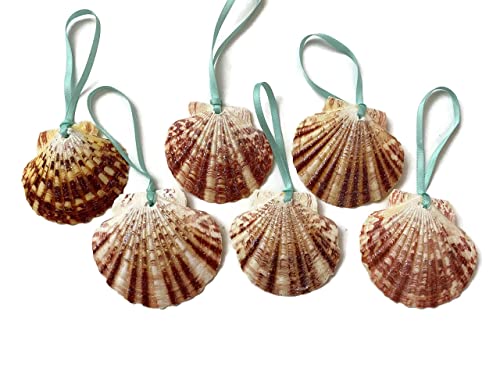 seashell ornament