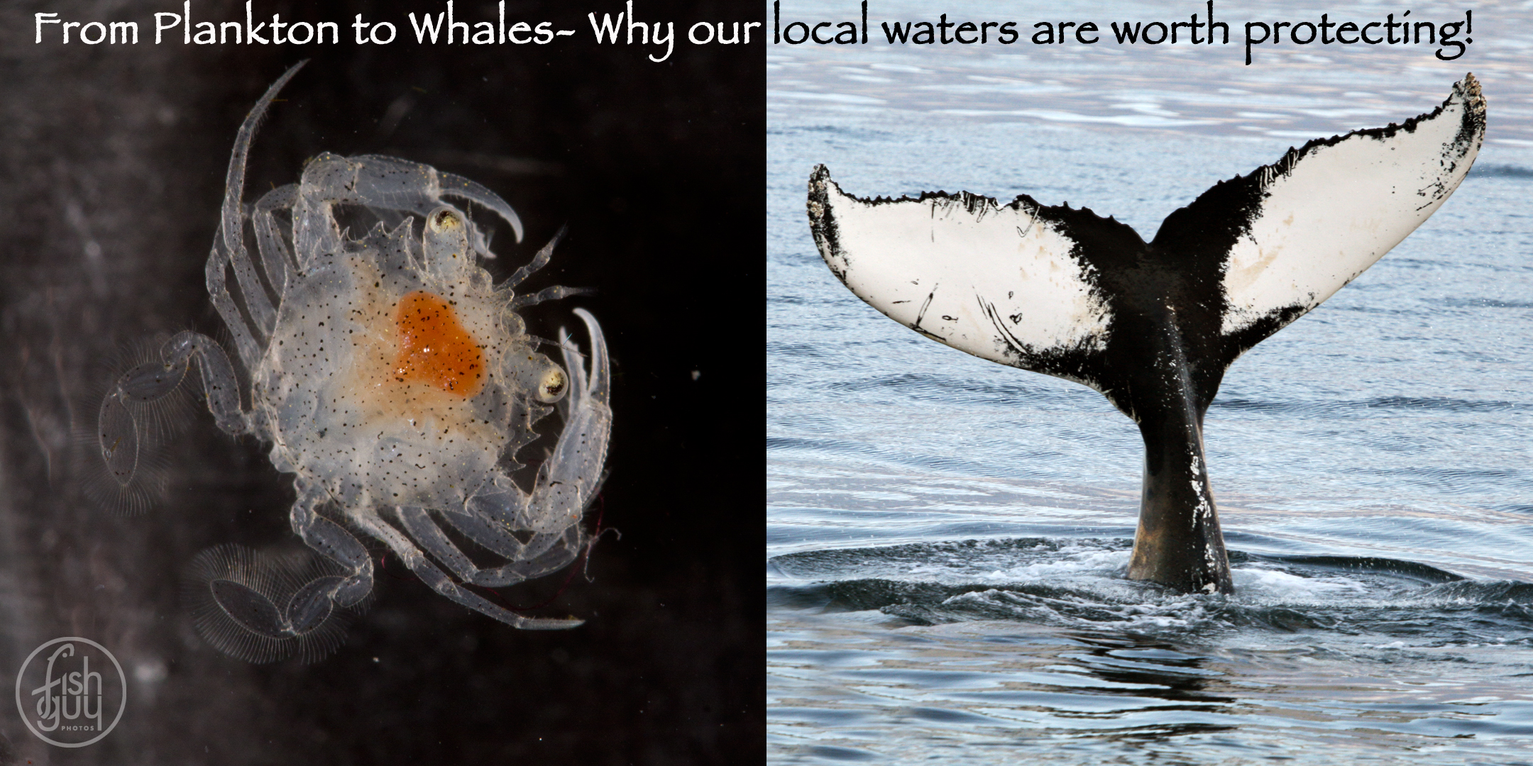 plankton to whales