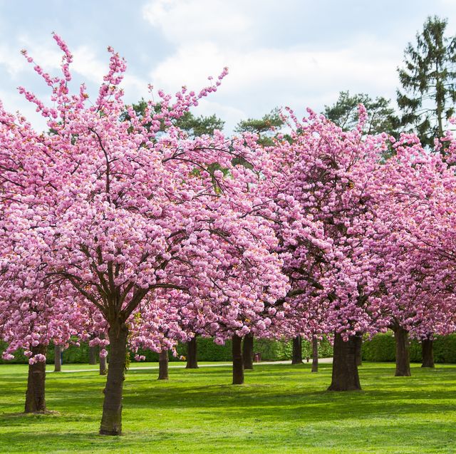 Cherry Blossom trees