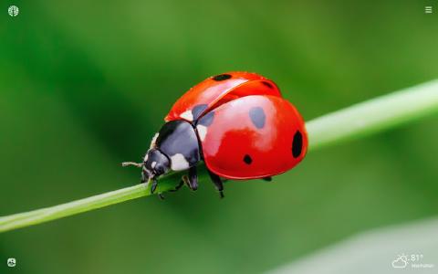 ladybug