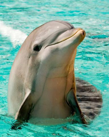 dolphin