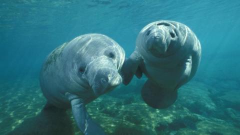 Manatee