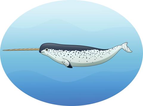 narwhal