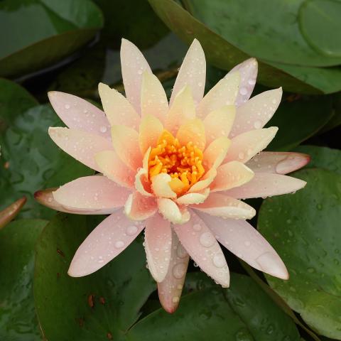 Water Lily