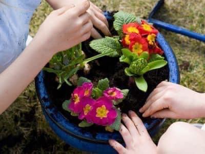 planting flowers