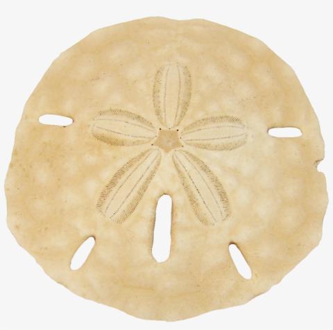 sand dollar