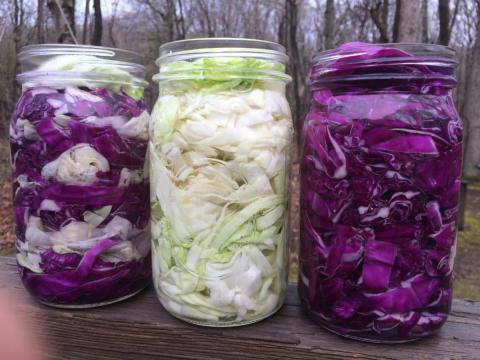 fermented food