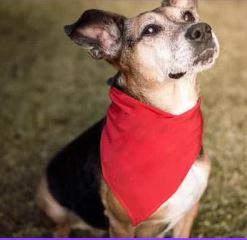 dog with bandana