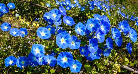 morning glories