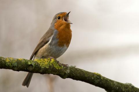 Bird singing