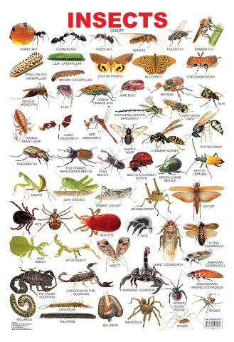 Insects