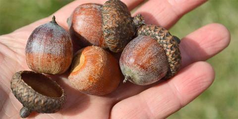 acorns