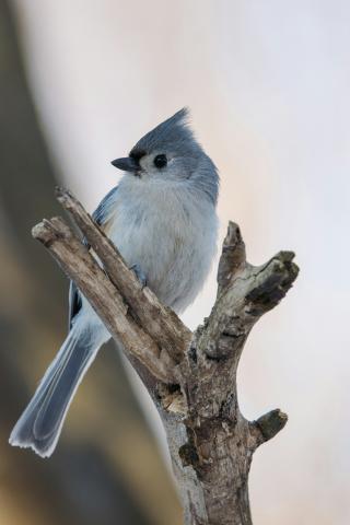 Bird on a branch. 