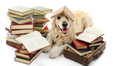 dogs and books