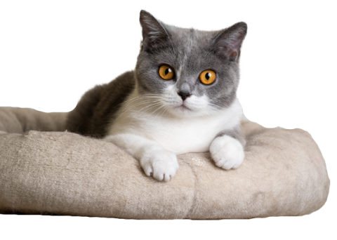 Grey and white cat on bed