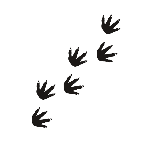 Dino Tracks
