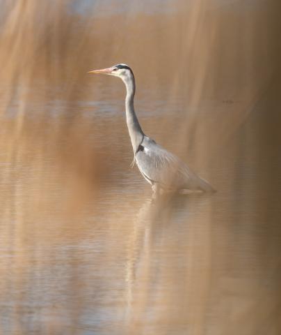 heron