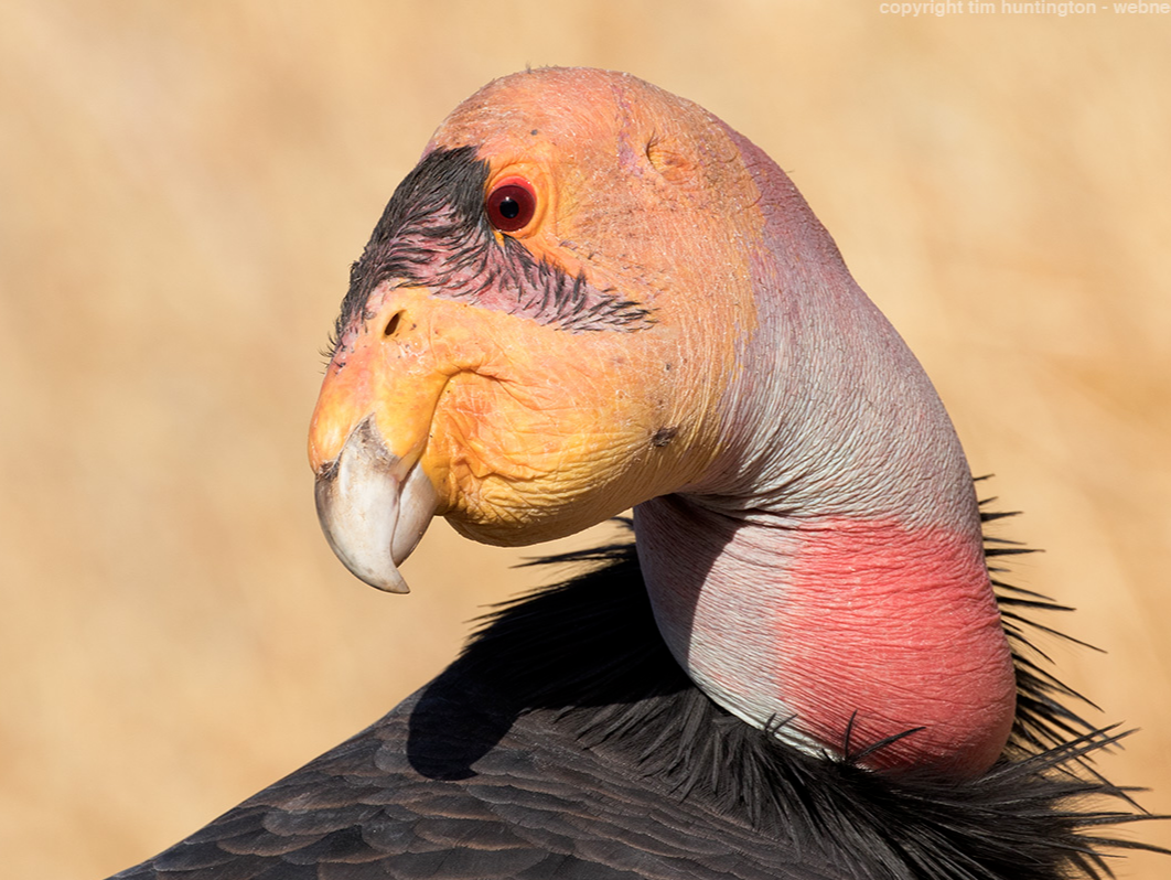 California Condor