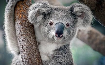 Koala