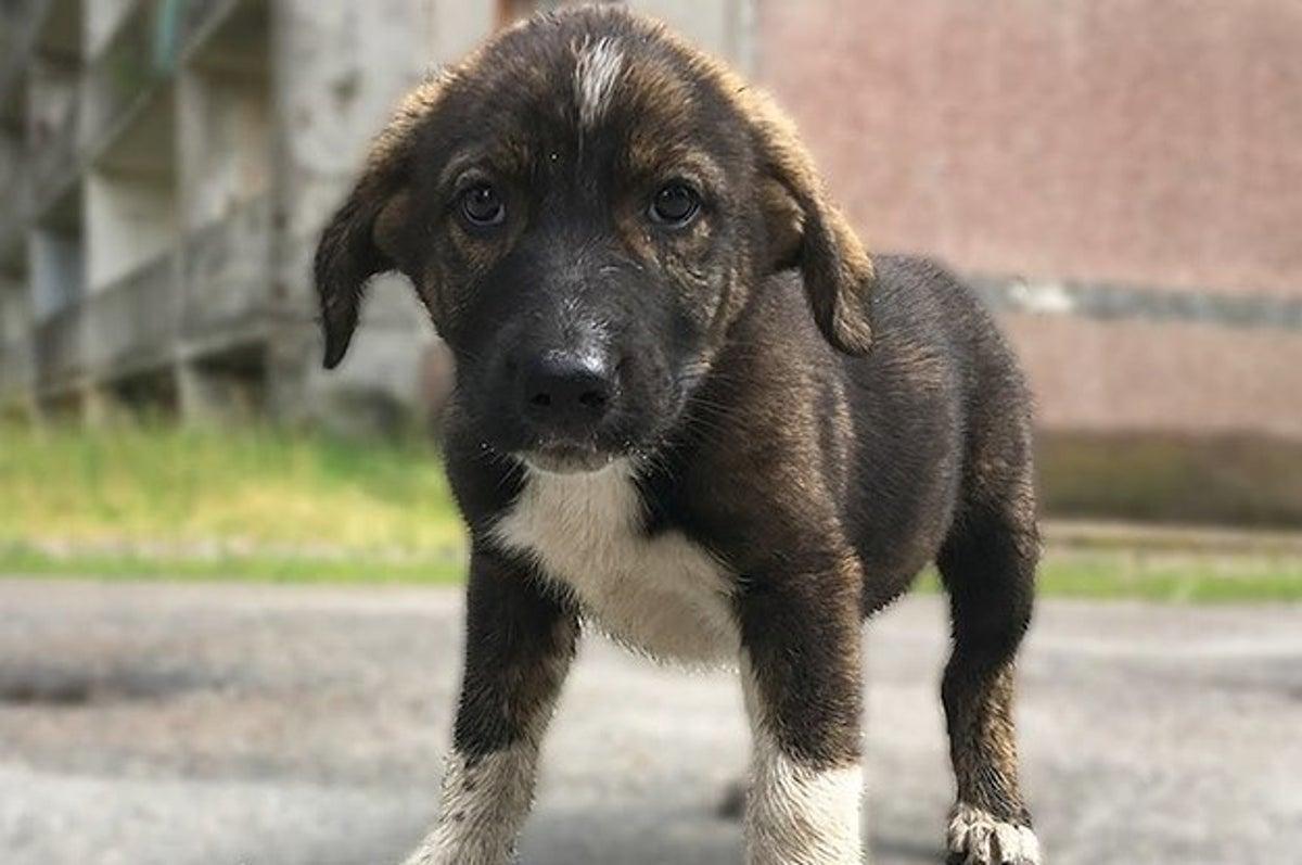 Chernobyl dogs