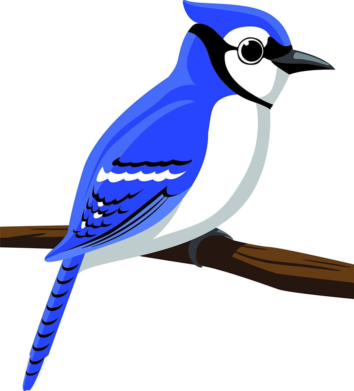 bluejay