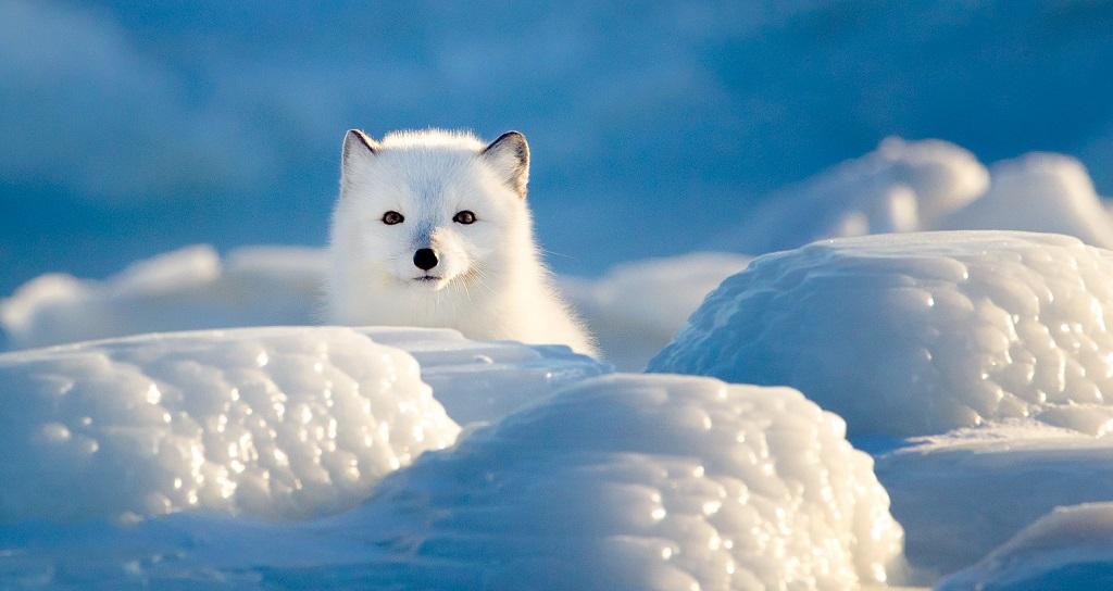 Arctic Fox