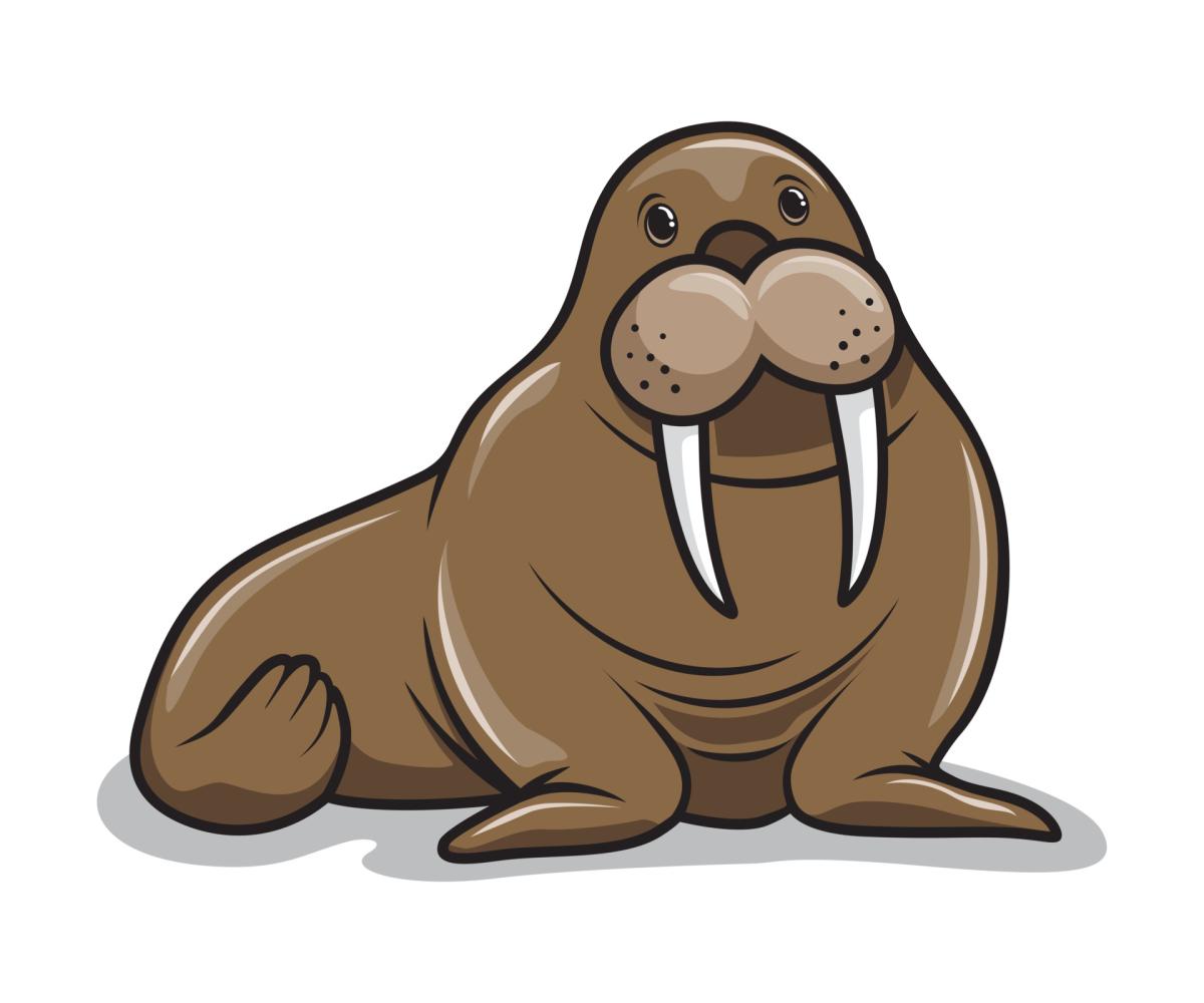 Walrus
