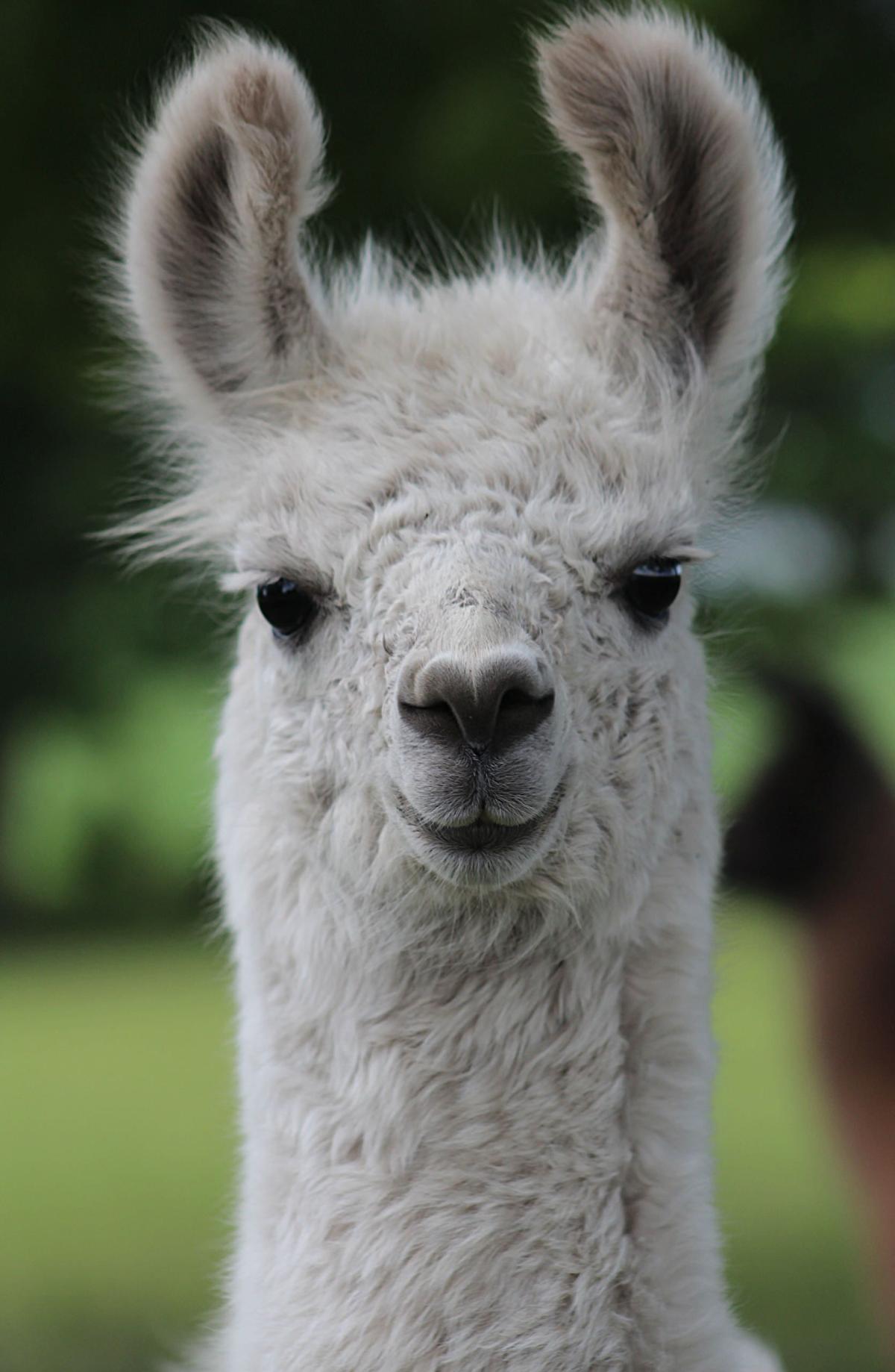 llama