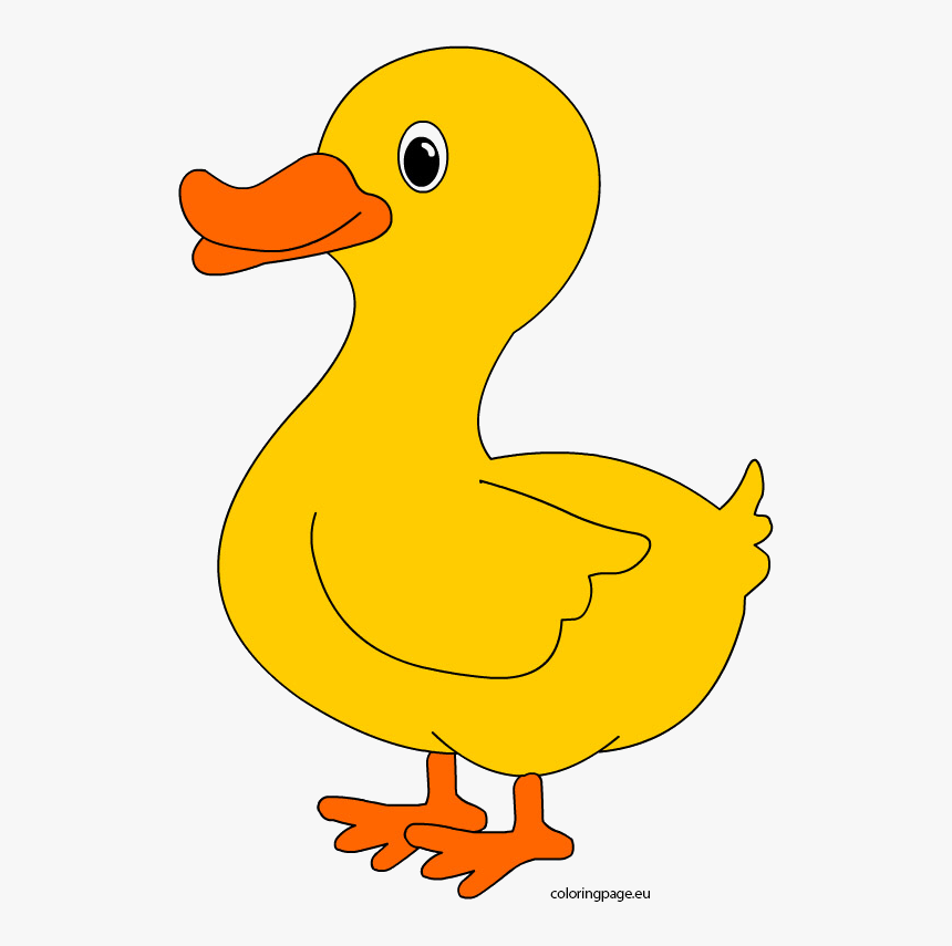 duck