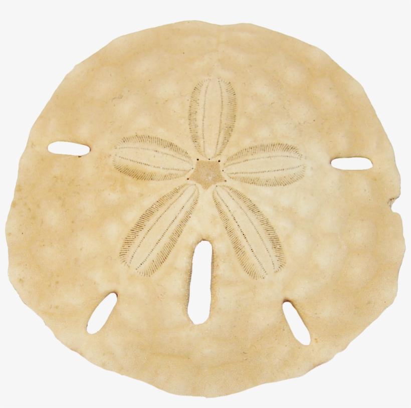 sand dollar