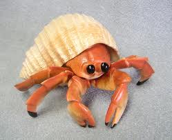 hermit crab