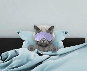 Cat in bed