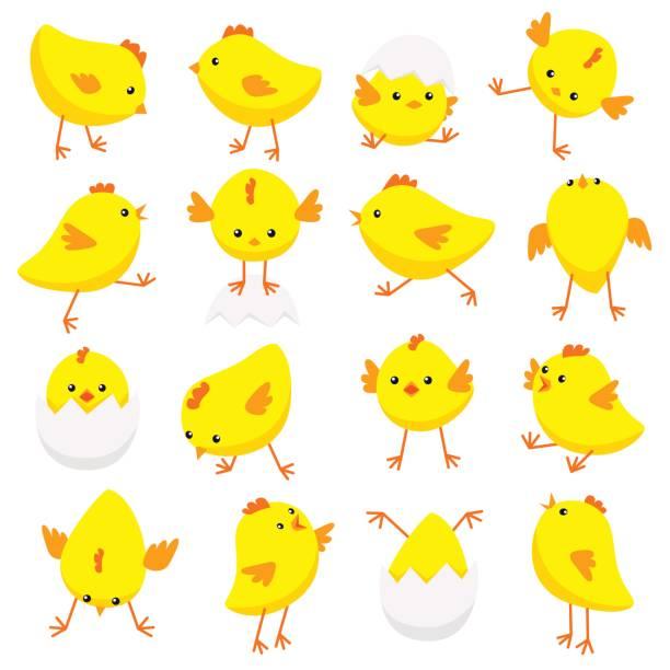 chicks