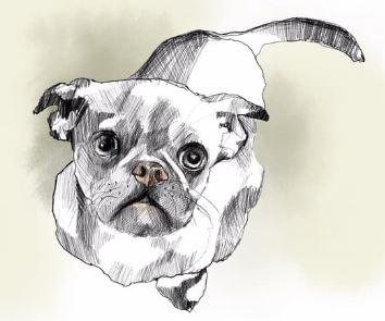 Dog drawing