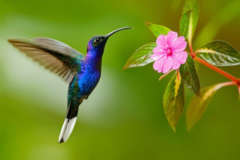 Hummingbird