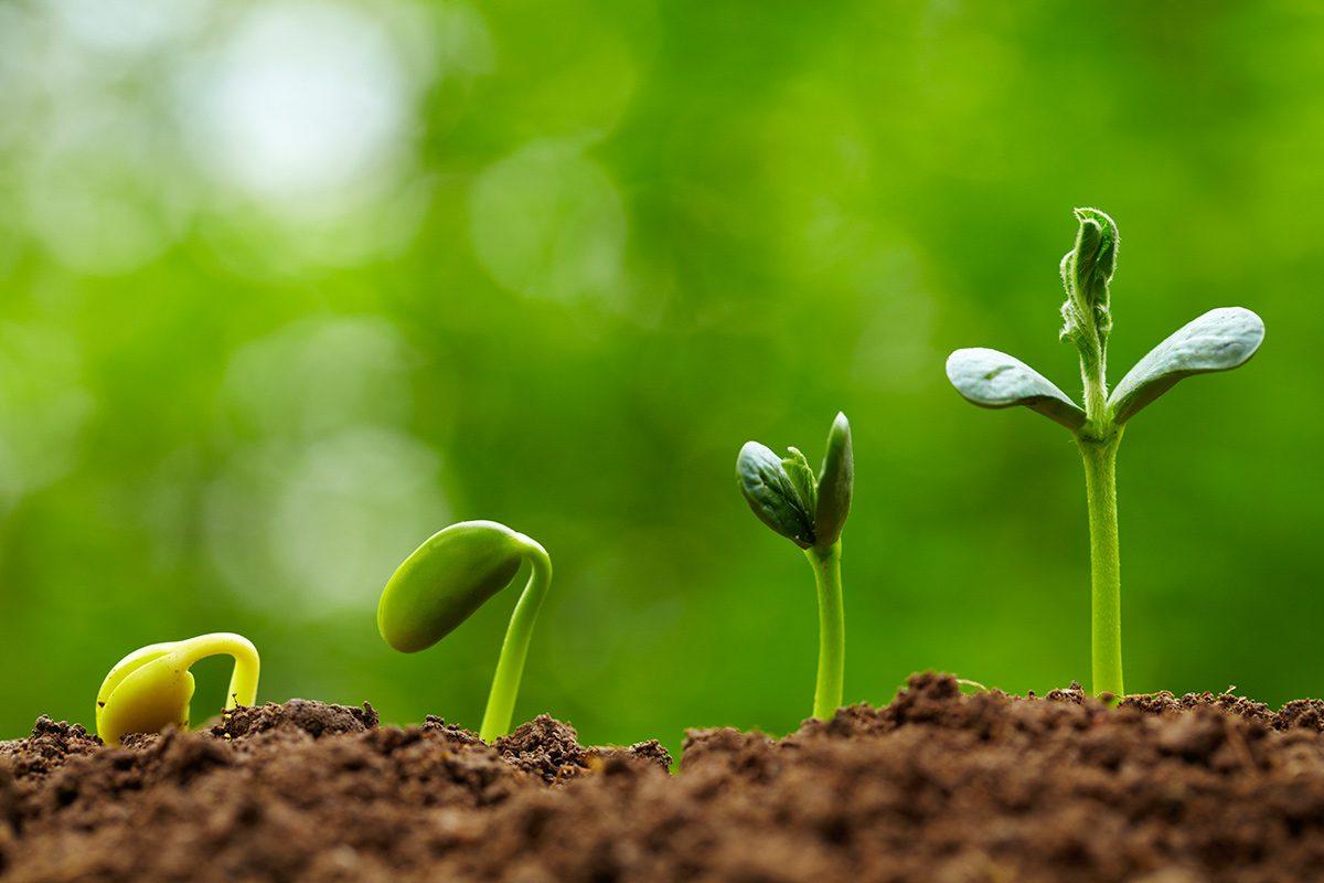 Planting Seedlings