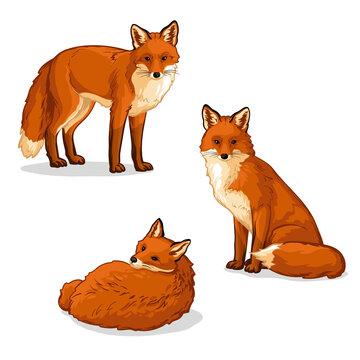 foxes