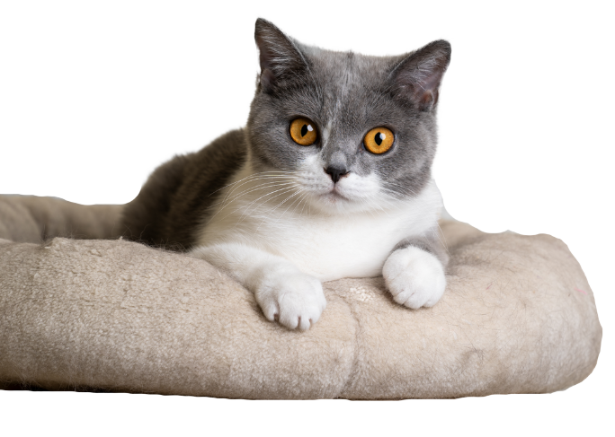 Grey and white cat on bed