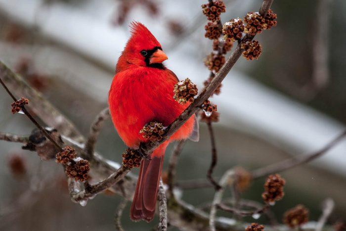 Cardinal